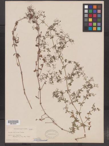 Galium aparine