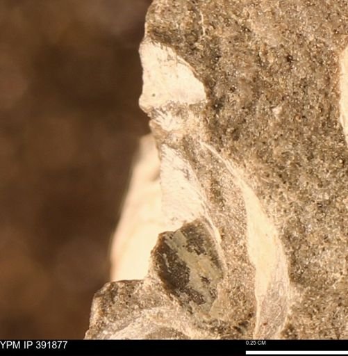 Protocardia sp.