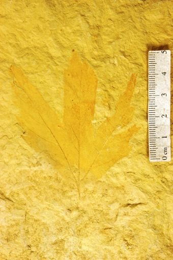 Platanus stenoloba