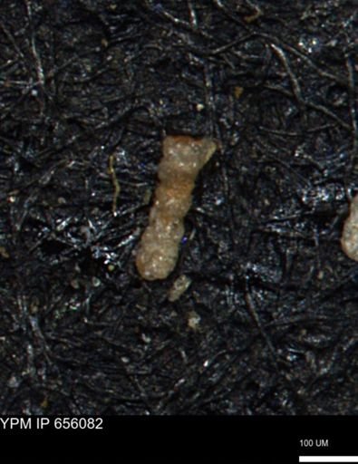 Ammobaculoides phaulus