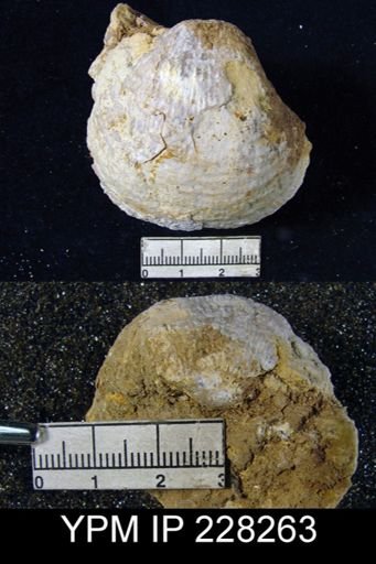 Juresania ovalis