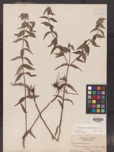 Pycnanthemum muticum