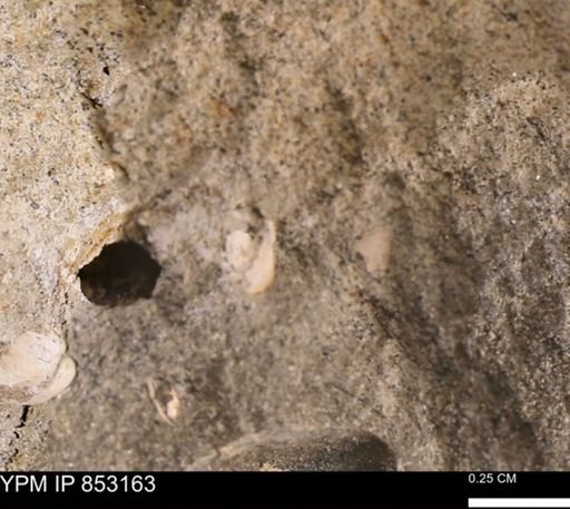 Limopsis striatopunctatus