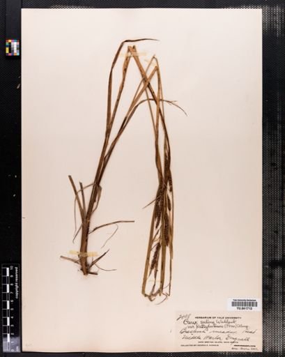 Carex