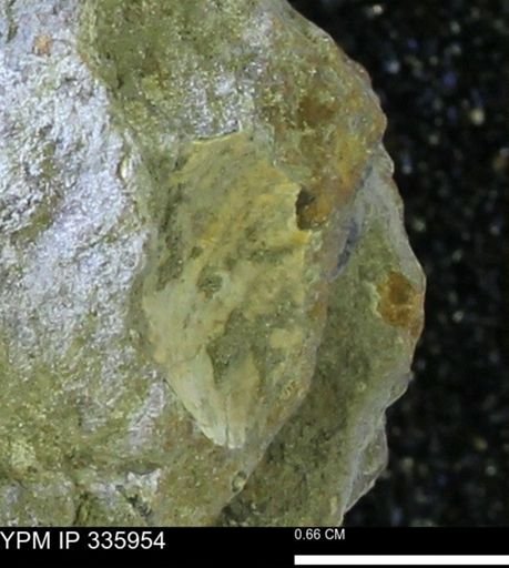 undet. Bivalvia