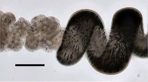 Stephanomia amphytridis