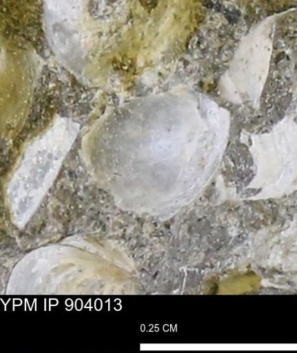 undet. Bivalvia