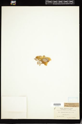 Colpomenia sinuosa