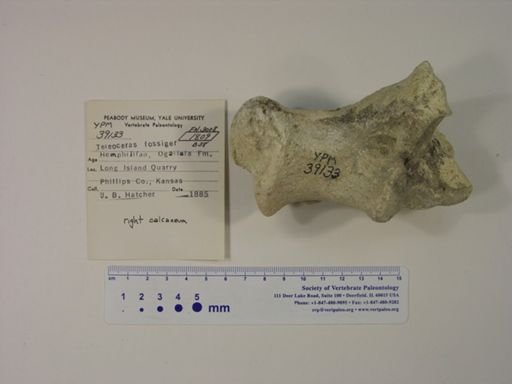 Teleoceras fossiger