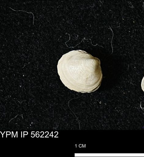 Limopsis striatopunctatus