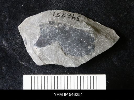 undet. Eurypterida