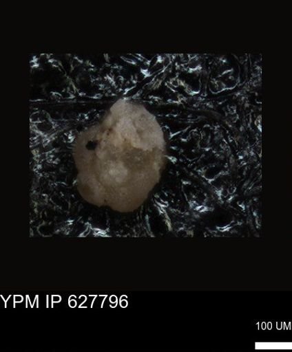 undet. Foraminiferida