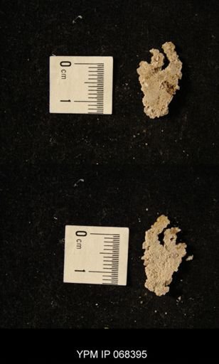 undet. Bryozoa