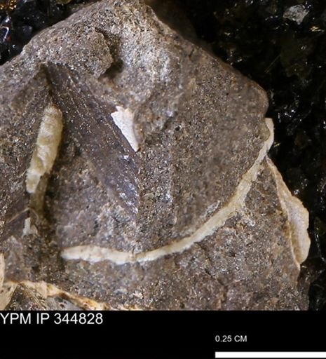 Limopsis striatopunctatus