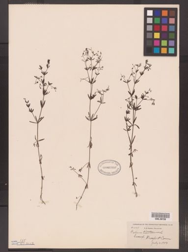 Galium tinctorium
