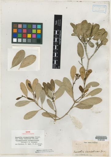 Strempeliopsis strempelioides