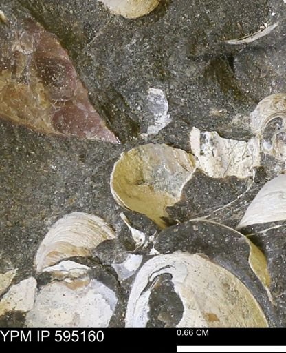 Protocardia sp.