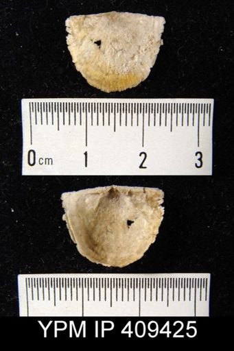 Oepikina sp.