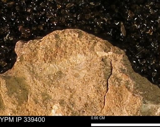 undet. Mollusca