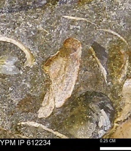 undet. Bivalvia