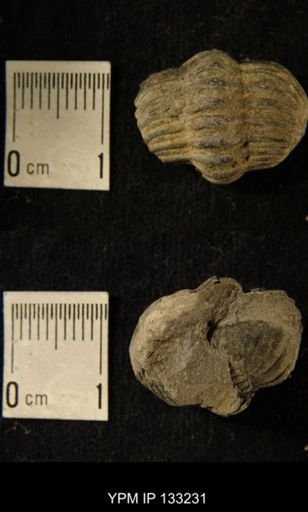 Phacops rana