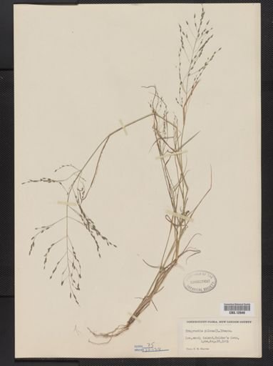 Eragrostis pilosa