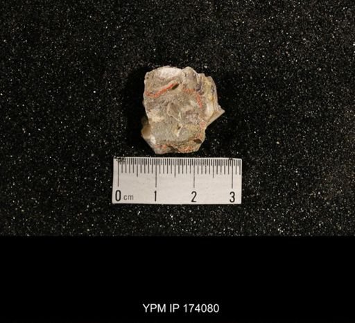 Phestia bellistriata