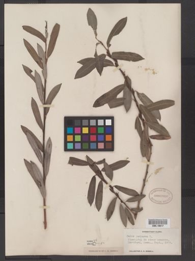 Salix purpurea