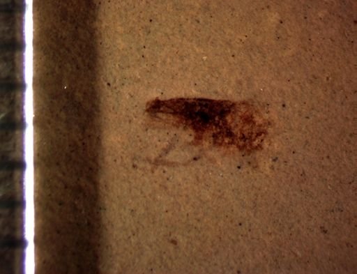 undet. Auchenorrhyncha