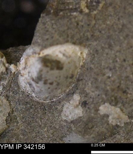 undet. Bivalvia