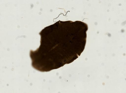 Plehnia ellipsoides