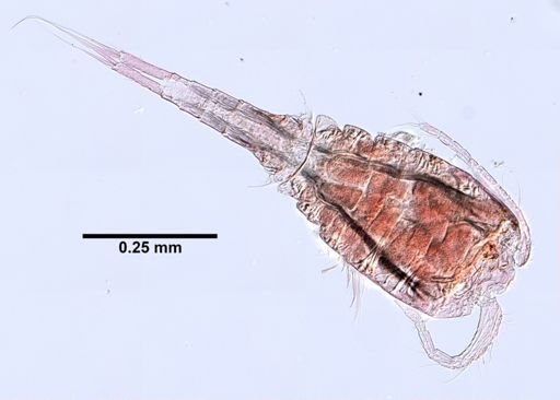 Cyclopoida