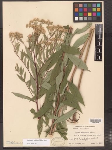 Doellingeria umbellata