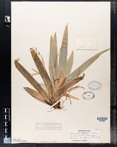 Carex platyphylla