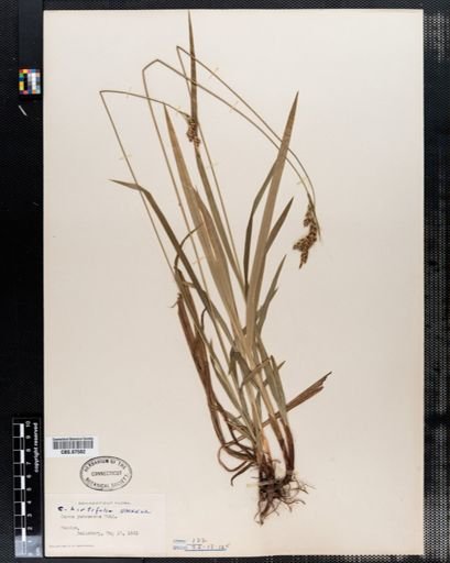 Carex pubescens