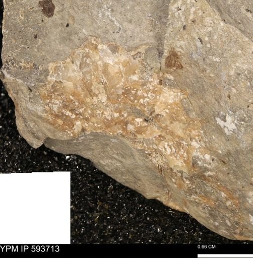 Baculites sp.