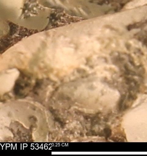 undet. Bryozoa