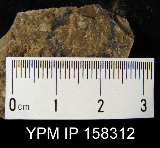 Chonetes billingsi