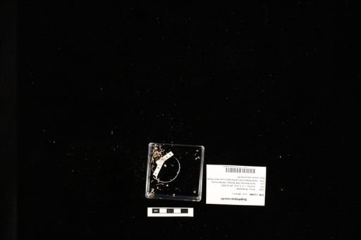 Scaphiopus couchii