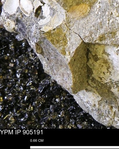 undet. Mollusca