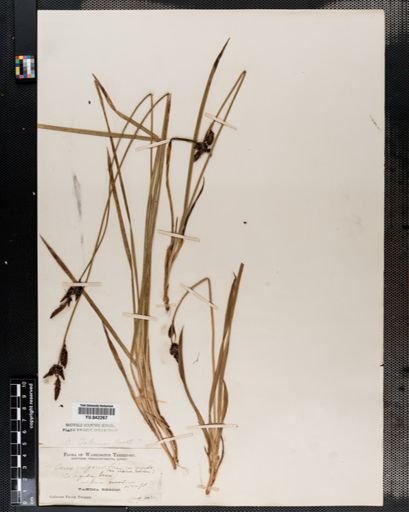 Carex