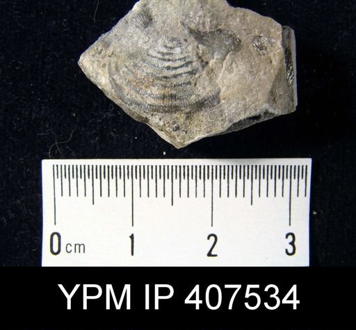 Leptaena rhomboidalis