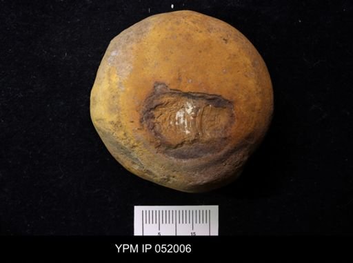 Anthracaris gracilis