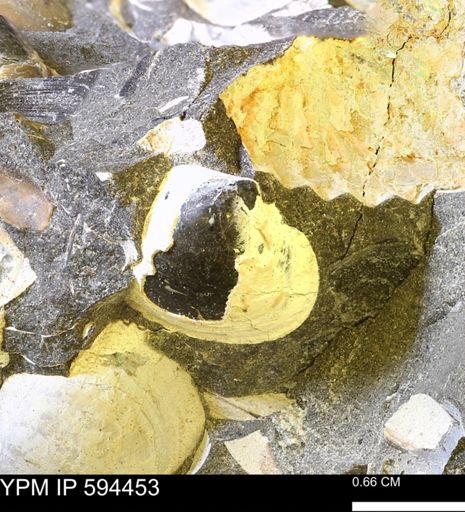 Protocardia sp.