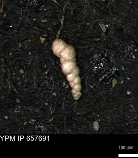 Verneuilinoides kansasensis