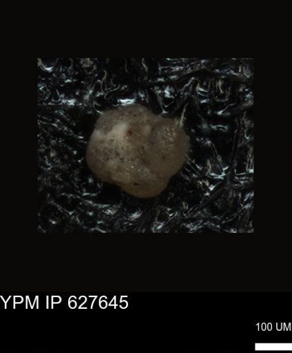 undet. Foraminiferida