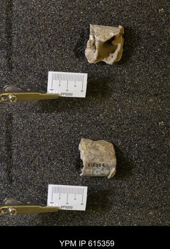 Baculites sp.