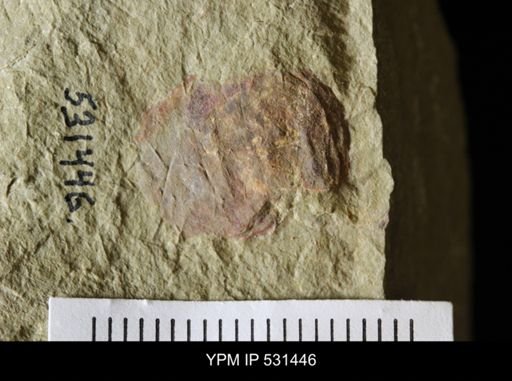 undet. Arthropoda