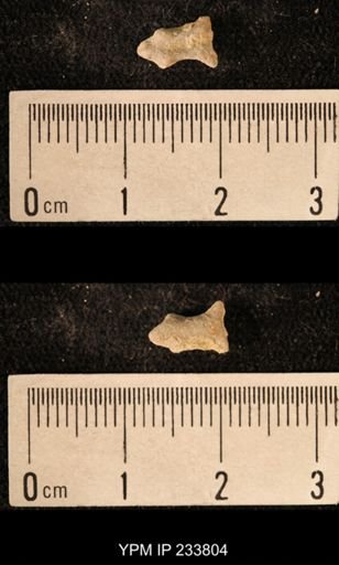 Archaeocidaris sp.