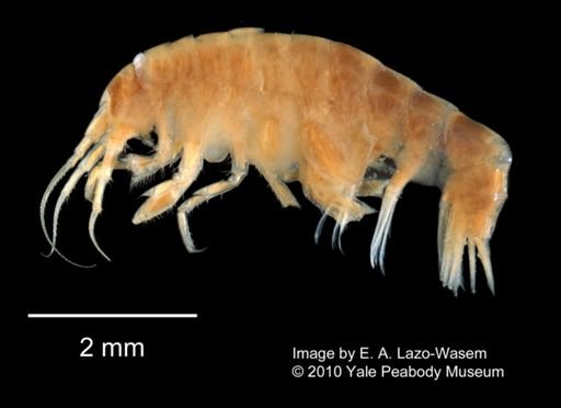 Pontogeneia verrilli